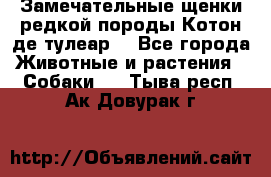 Замечательные щенки редкой породы Котон де тулеар  - Все города Животные и растения » Собаки   . Тыва респ.,Ак-Довурак г.